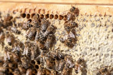 closeup of bees on honeycomb in apiary frame Honey bee selective focus