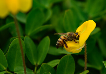 abelha colhendo nectar da flor