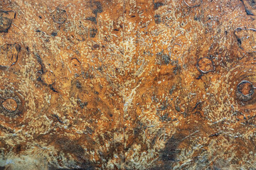 Texture of old wood, texture of a wooden door with a natural pattern. background.