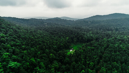forest in the mountains and clouds 
