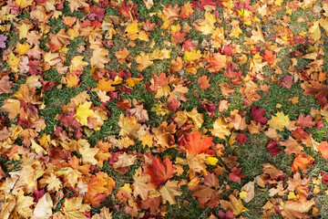 Background from autumn maple orange leaves on the ground.