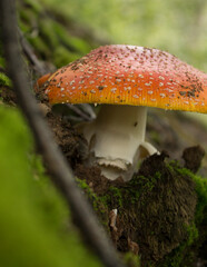 fly agaric mushroom