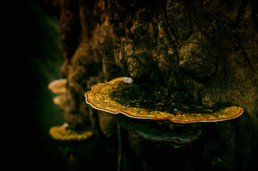 Mushroom On The Tree