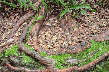 Big root with dead leaves on the Kulen Mountain at Siem Reap in Cambodia