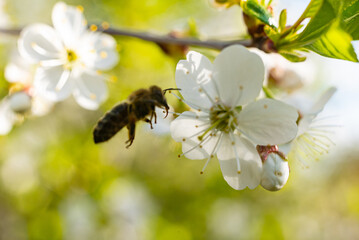 the bee hovers near a flowering white sakura cherry blossom and collects honey nectar and pollen to obtain flower honey