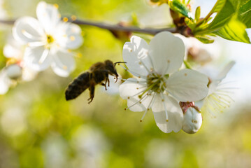the bee hovers near a flowering white sakura cherry blossom and collects honey nectar and pollen to...