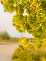 Obraz premium yellow maple leaves