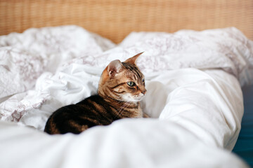 Beautiful pet cat lying on a bed in bedroom at home. Relaxing fluffy hairy striped domestic animal with green eyes. Adorable furry kitten feline friend.