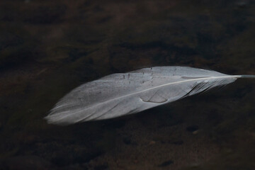 The feathers from birds found on the baltic sea coastline