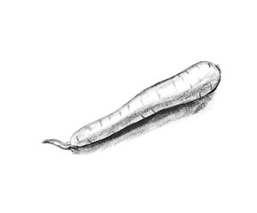 Black and white sketch of carrot.