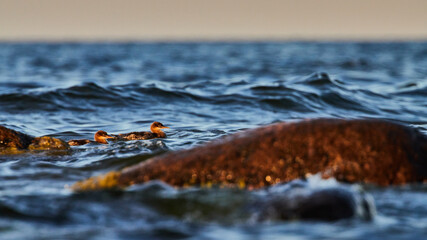 Sea birds captured on the Baltic sea coastline