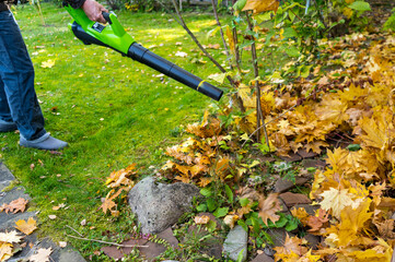 Man with blower in hand in autumn blowing yellow maple leaves  to clear the green lawn