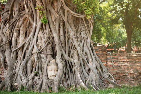 Ancient Buddha head with the roots  tree at Mahathat temple, Ayutthaya, Thailand.