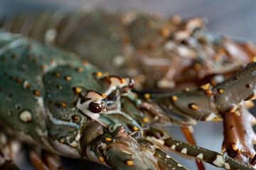 Fresh raw Tiger prawn and spiny lobster on tray.