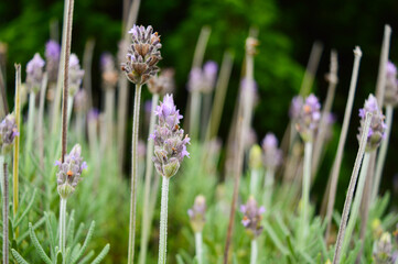 lavender in the field