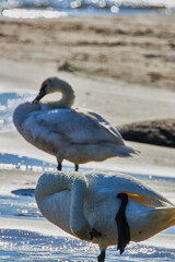 Swan in the Baltic sea swimming near coastline