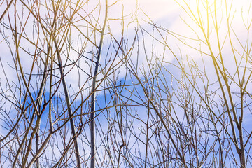 Willow tree branches with blossoming buds against blue sky in spring sunny day. Salix, Salicaceae. Symbol of Christian holiday Palm Sunday