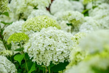 梅雨のシーズンに花が好きな人の目を休めてくれるアナベル