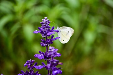 目に鮮やかな紫色のサルビアにモンシロチョウが遊びに来ました