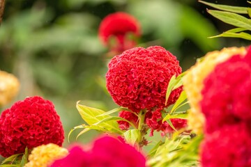 ケイトウは色々な形があり、こんなおまんじゅうのような種類もあります