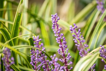 強い花ヤブランはほぼ一年中同じ草姿で性質が強く、丈夫で手のかからない植物です。