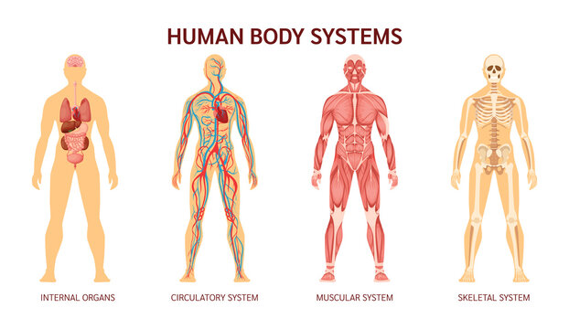 Human body system. Human body skeleton, muscular system, system of blood vessels with arteries, veins. Human body internal organs heart, liver, brain, kidneys, lungs, stomach spleen pancreas