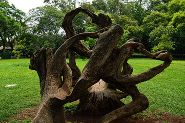 old tree trunk in the park