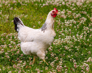 Beautiful white chicken walking in the grass.