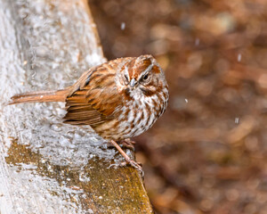 Cute song sparrow sitting on a icy wood.