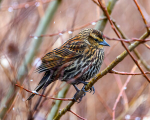 Cute female, red winged blackbird