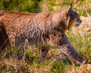 Beautiful brown, spotted lynx walking