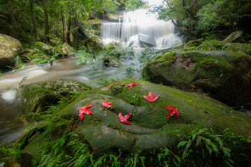The jungle green tree and plant detail nature in the rain forest with moss fern and maple leaf on the rock and trees water streams waterfalls flowing from the mountains beautiful forest waterfall