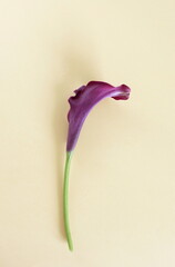 Purple calla lily flower on beige  background top view. Minimal floral card. Poster
