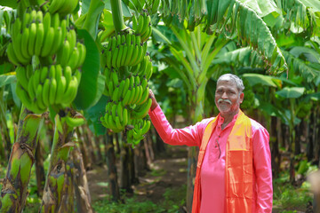 happy indian farmer holding raw banana tree in hand