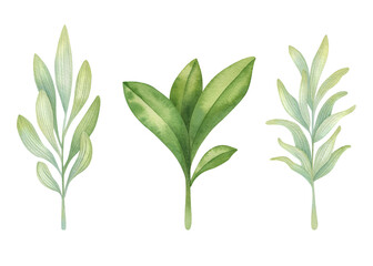 Watercolor set of plants. Cartoon bright isolated illustration on the light background.
