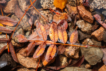 Old rowan leef in water on the ground. Selective focus. Shallow depth of field. 