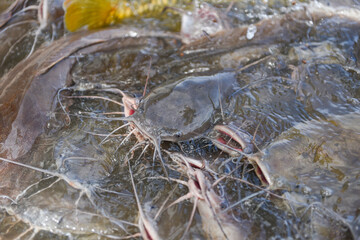 Catfish eating from feeding food on water surface ponds - Freshwater fish farm