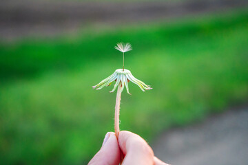 
dandelion with one seed