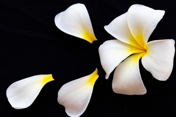 white flowers frangipani local flora of asia arrangement  flat lay style on background black