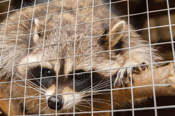 Sad raccoon in a cage at the zoo