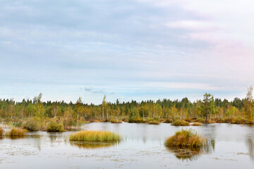 Swamp Landscape. Conservation area, swamp surrounded by pines reflecting in the water, Belarus.