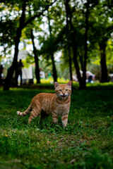 
Stray red cat in the park