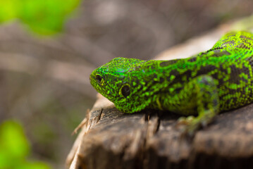 Green spotted lizard in motion on a tree stump in the forest