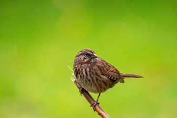 close up portrait of a female sparrow resting on tip of the twig with creamy green background