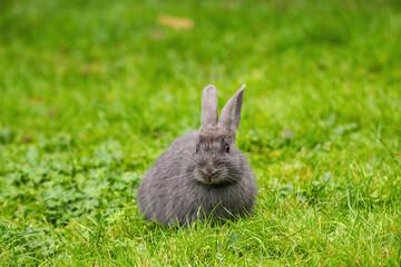 one cute grey bunny sitting on green grass field
