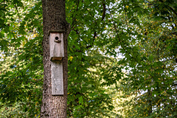 Wooden birdhouse mounted high on the tree. nesting box hanging on a tree in the daytime.