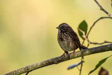 close up portrait of a female sparrow resting on the tree branch under the shade with blurry background