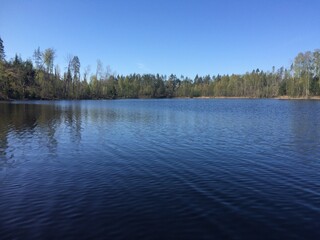 lake and forest