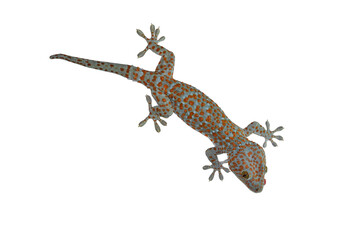 Naklejka premium Tokay Gecko
