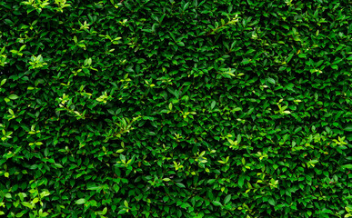 Closeup evergreen hedge plants. Small green leaves in hedge wall texture background. Eco evergreen hedge wall. Ornamental plant in backyard garden. Many leaves reduce dust in air. Natural backdrop. - obrazy, fototapety, plakaty